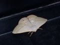 Kulgera moth