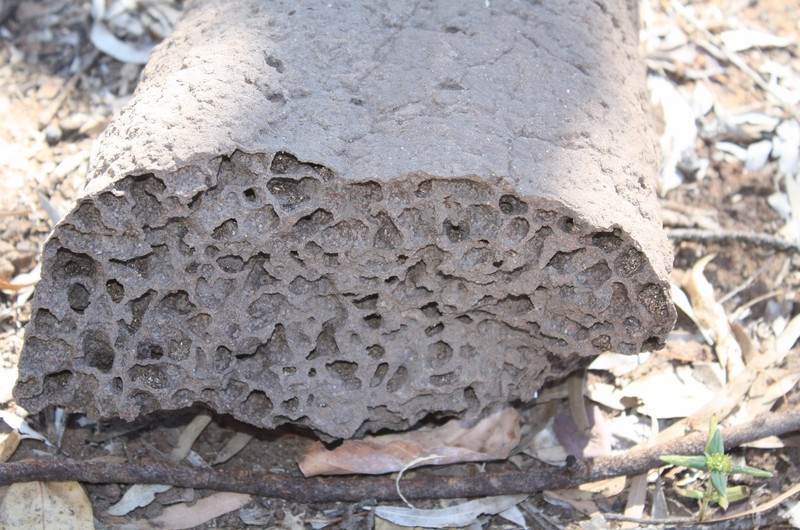 Inside the termite mound