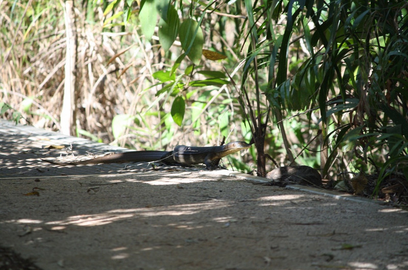 Greeted by the goanna