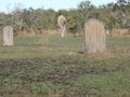 Termite mounds