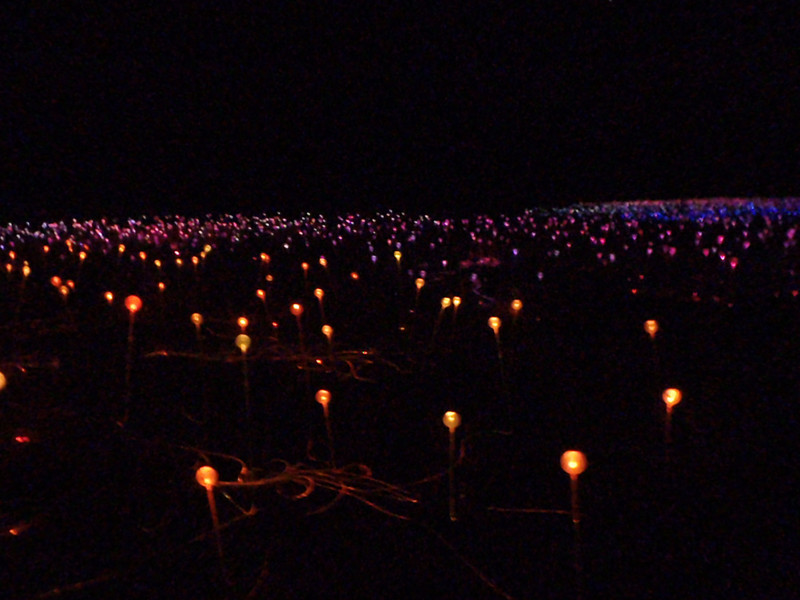 The Field of Lights