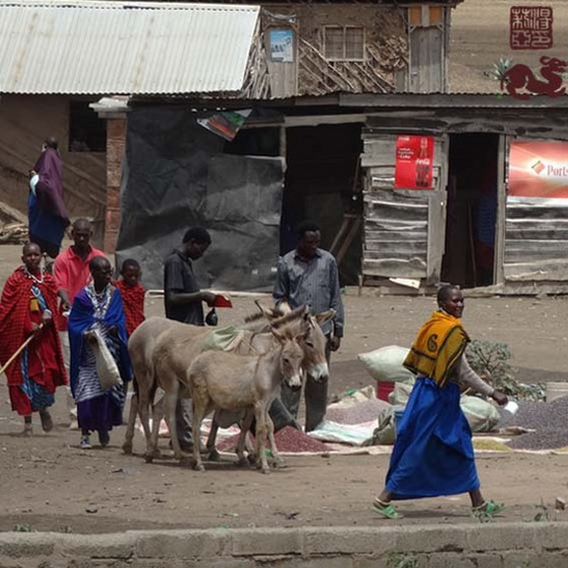 Massai Market Donkeys