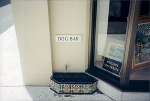 Doggy water basin