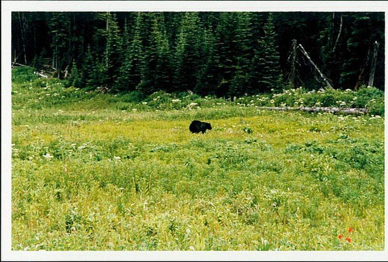 Black Bear Eating Flowers