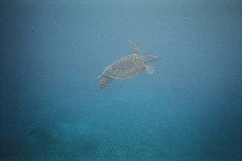 Maui - Turtletown