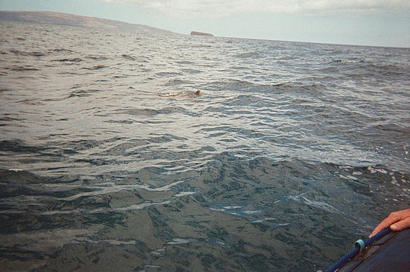 Maui - Zodiac Snorkling Trip