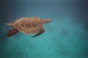Maui - Turtletown