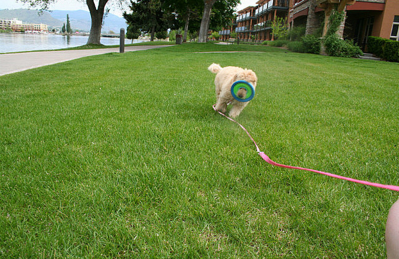 Lola - Tron dog with her disk