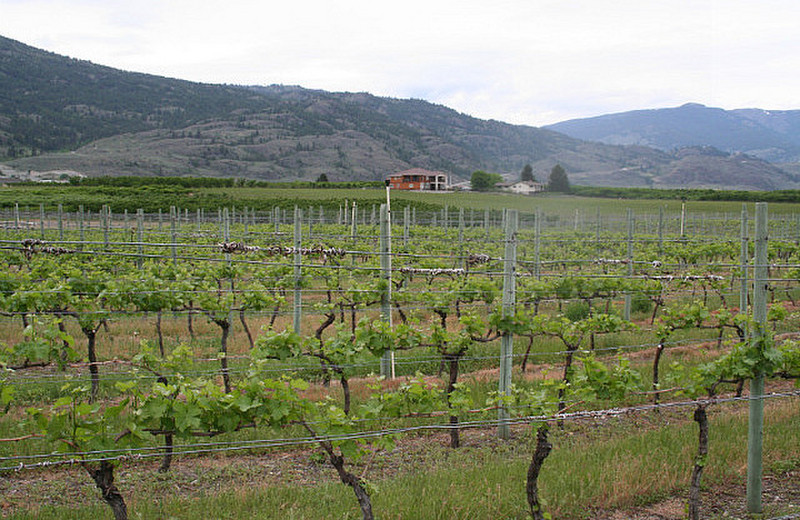 Okanagan Wine Country