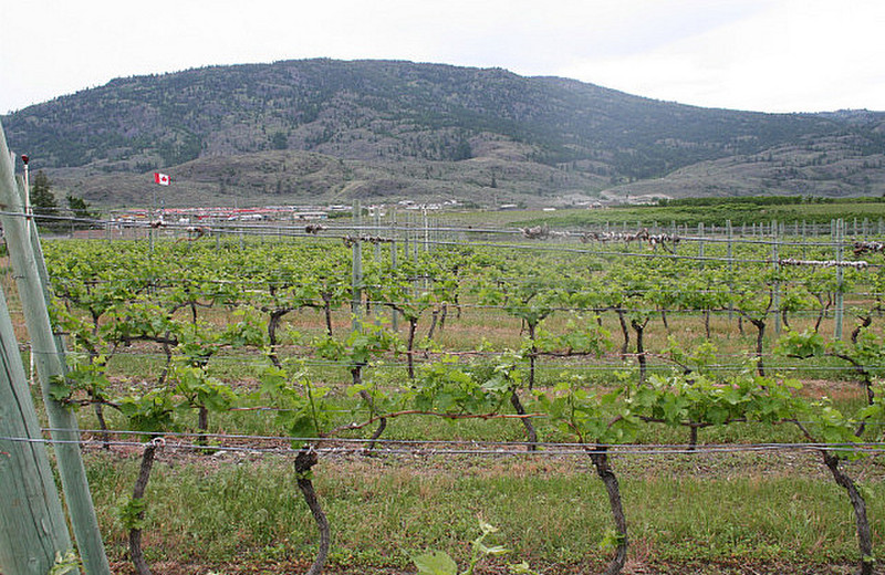 Okanagan Wine Country