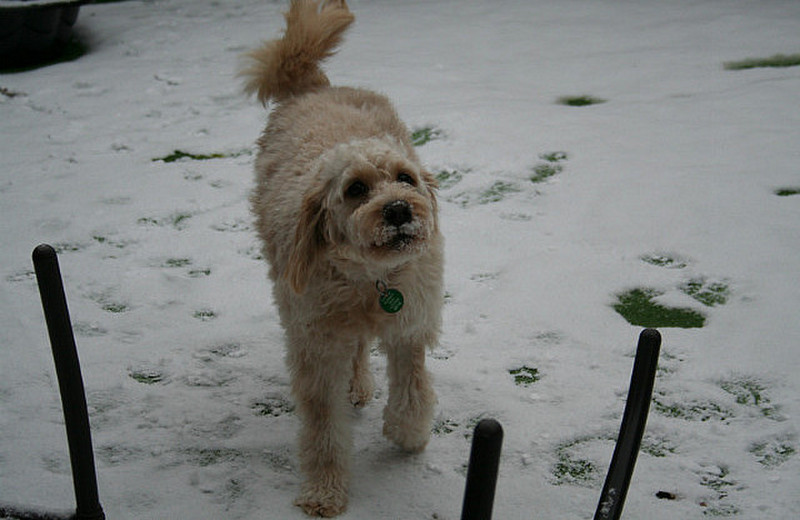 Lola in the snow