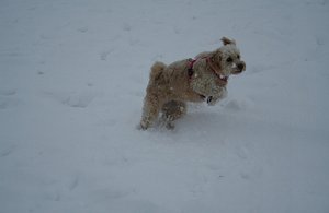 Playing in snow on Snow Day!!!!