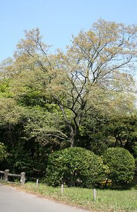 Meiji Park and Shrine