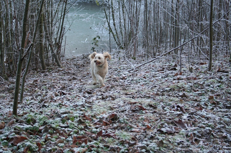 Hounds at Play on trail to Clayton Park