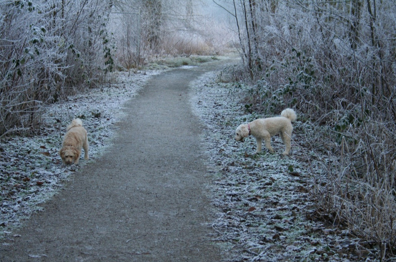 Hounds at Play on trail to Clayton Park