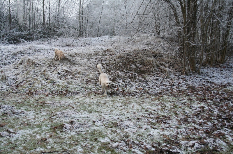 Hounds at Play on trail to Clayton Park