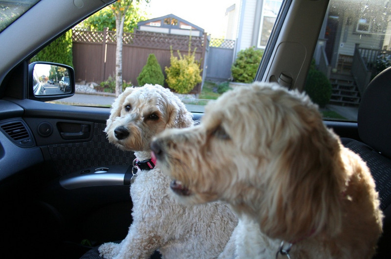 Driving the Pups to the Doggie Park