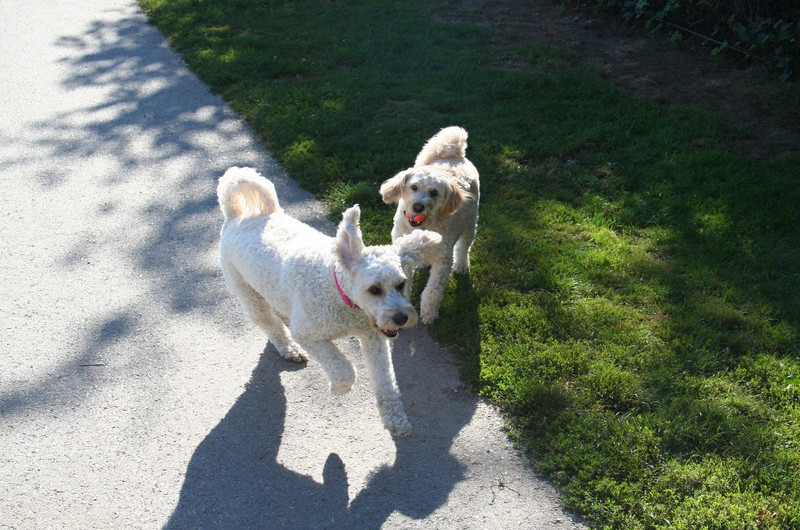 Pups at the Doggie Park