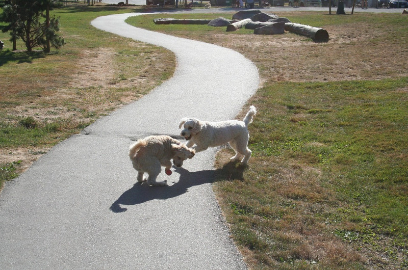 Pups at the Doggie Park