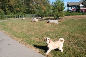 Pups at the Doggie Park