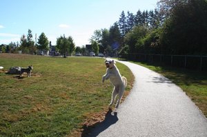 Pups at the Doggie Park