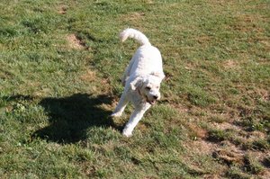 Pups at the Doggie Park