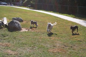 Pups at the Doggie Park