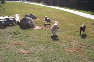 Pups at the Doggie Park