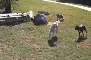 Pups at the Doggie Park