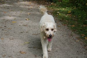 Pups at the Doggie Park