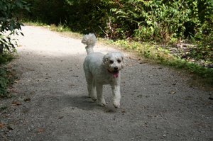 Pups at the Doggie Park