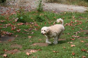 Pups at the Doggie Park