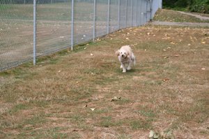 Pups at the Doggie Park