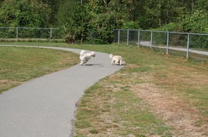 Pups at the Doggie Park