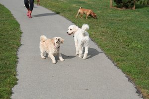 Pups at the Doggie Park