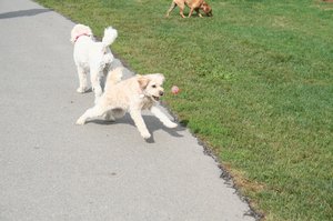 Pups at the Doggie Park