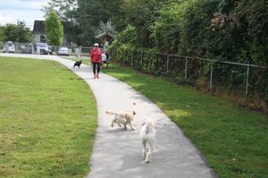 Pups at the Doggie Park