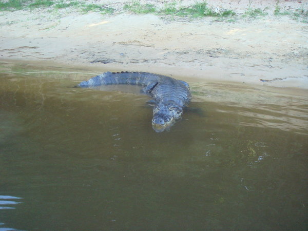 another caiman