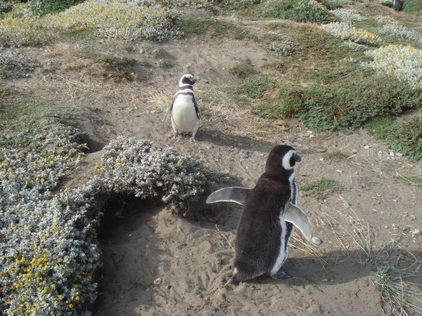 Penguins by the path