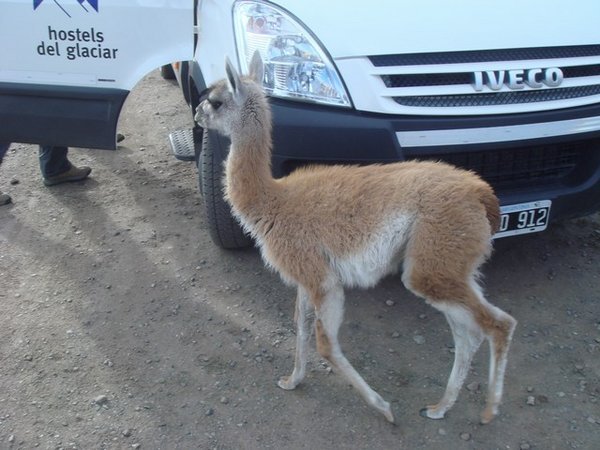 baby llama meeting tourists