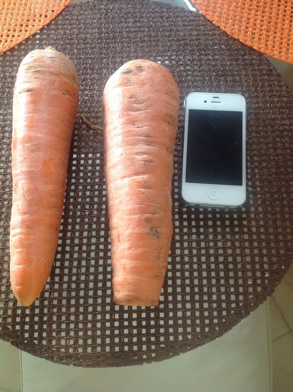 Massive carrots