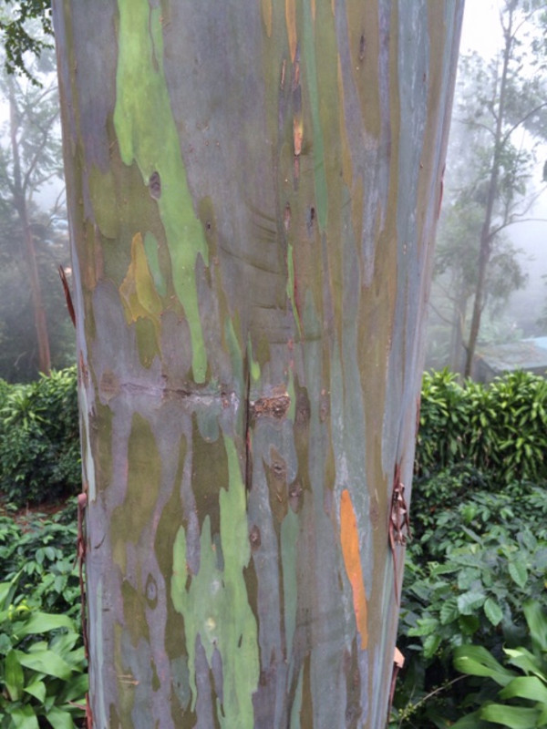 Painted or Rainbow Euclyptus