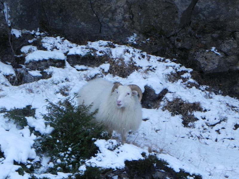 Goat at Thingvellir