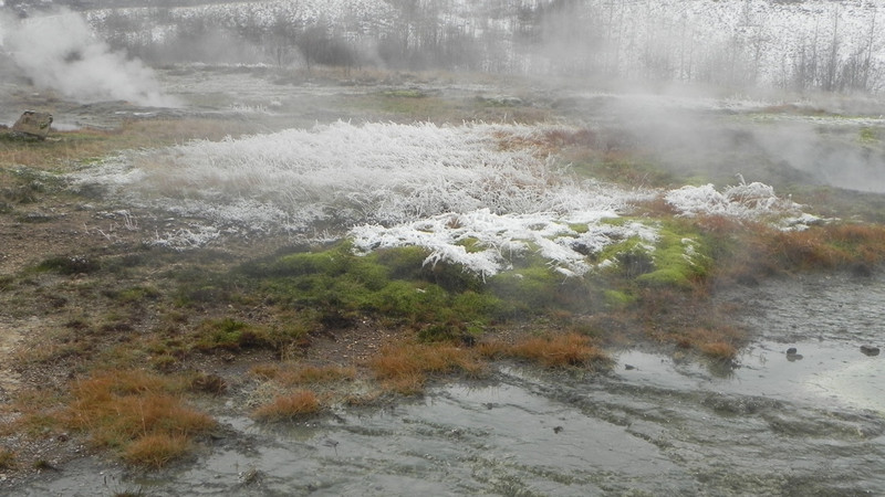 Frosty moss and steam