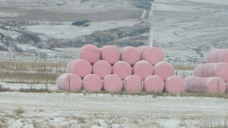 Breast cancer awareness bales