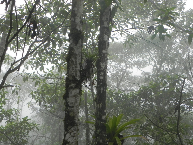 The cloud forest