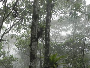 The cloud forest...