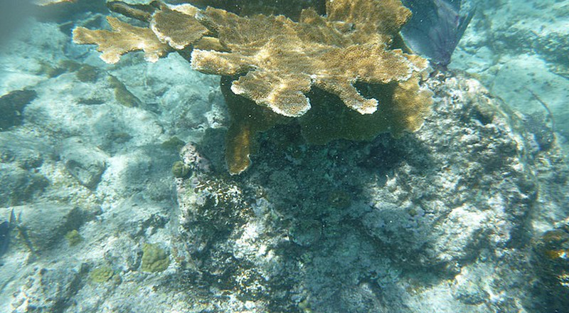 Elk Horn coral
