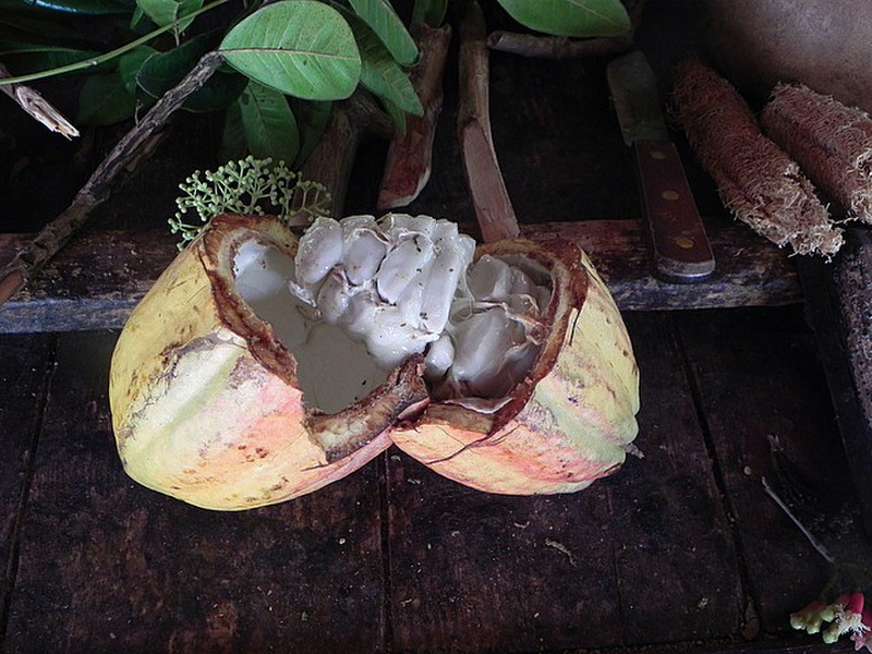 Inside a cocoa pod