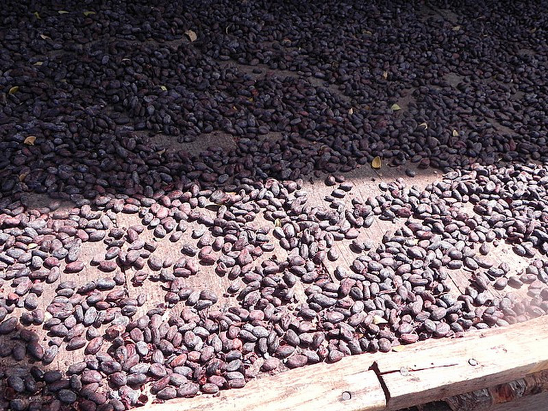 Cocoa beans drying